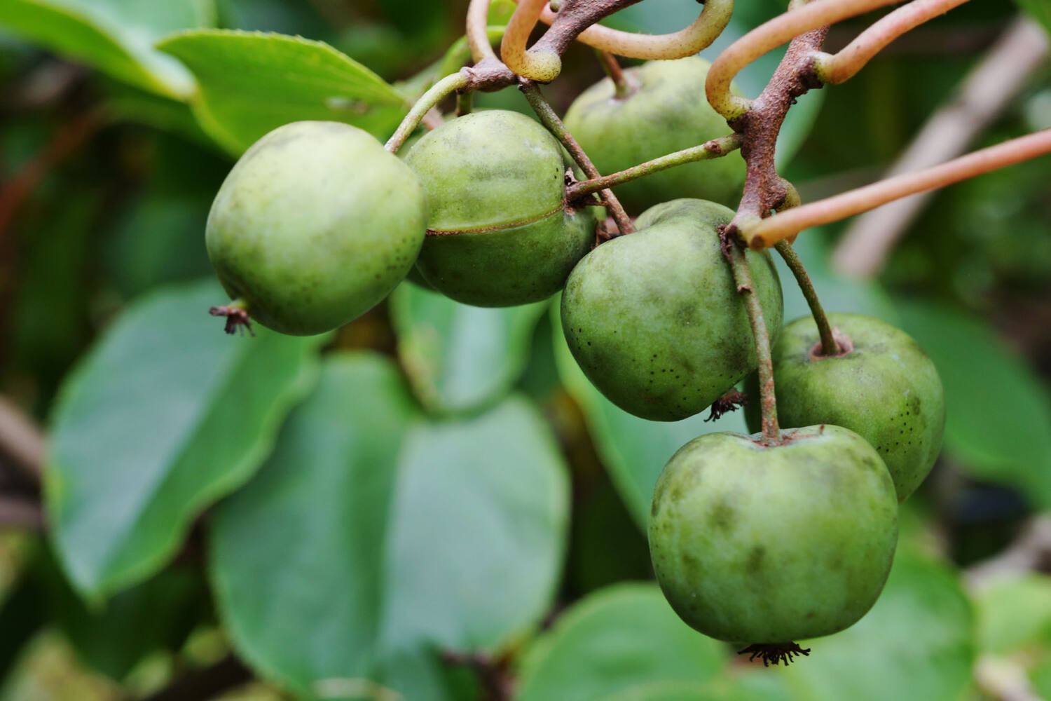 Kiwiberries 125g taille 12 pièce